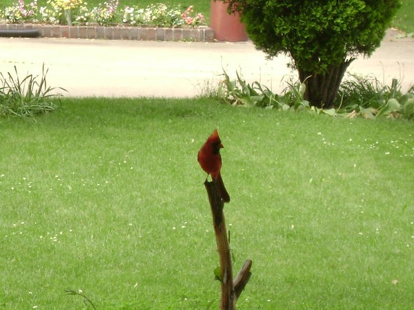 Cardinal In the Yard