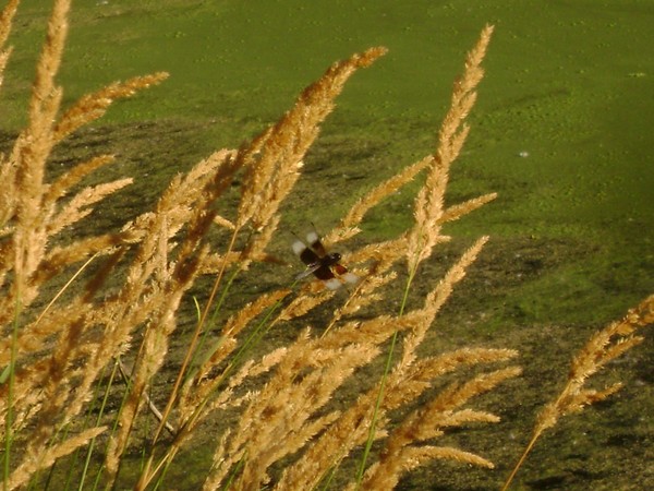 Dragonfly By the Pond