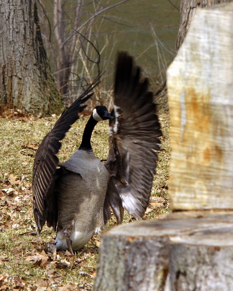 Goose Praising the Stump!