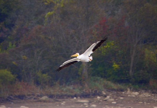 American White Pelican In Flight.