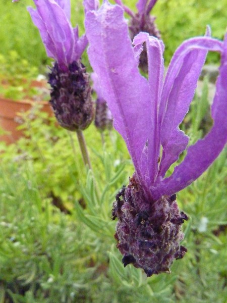 Papillion Lavender
