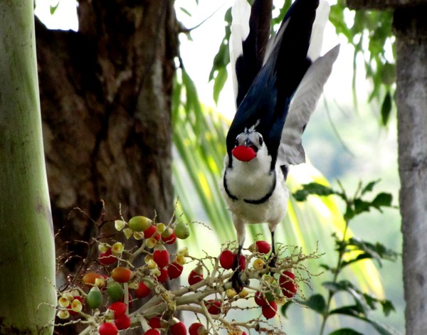Blue-tailed Magpie