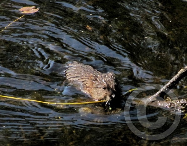 Baby muskrat hauling vegetation!