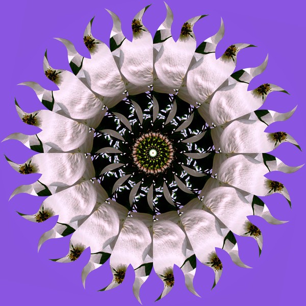 KALEIDOSCOPE DOGWOOD FLOWER