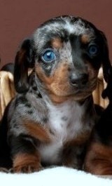 ruby  ,, there  was  6  in  litter  onley  1 blue