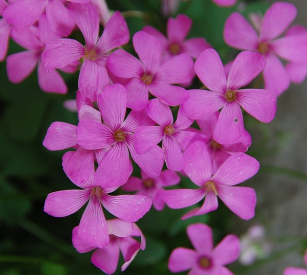 Flowers Purple
