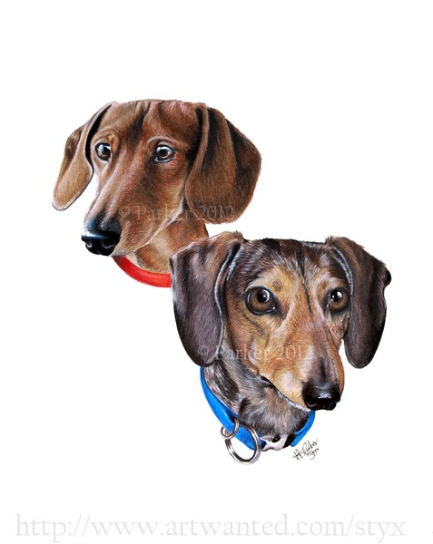 Dachshund Portraits