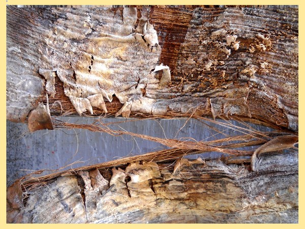 Abstract Fiber-Bark