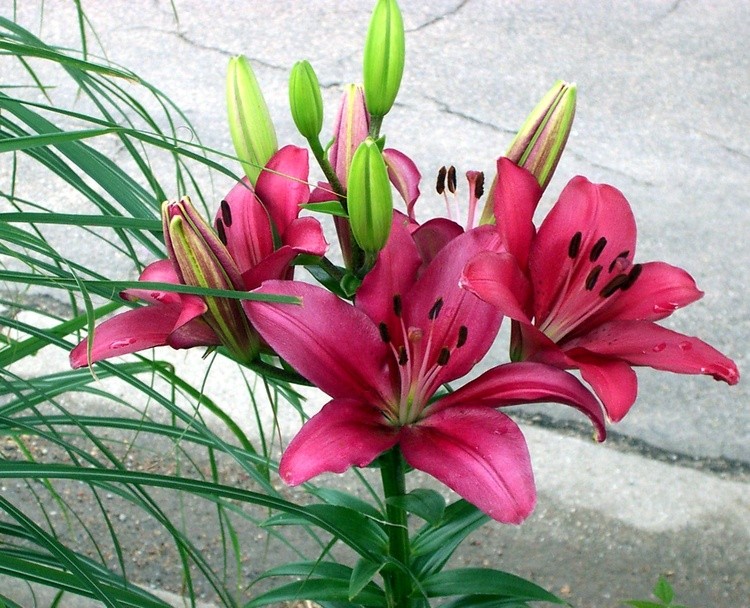 My Lilies