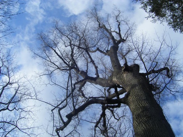 Reach For The Sky