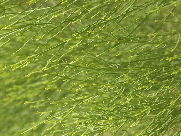 Background Of Green