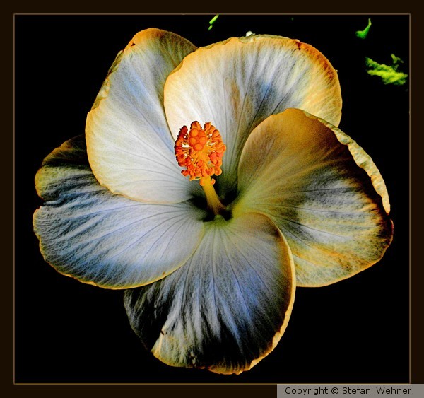 LA fleur