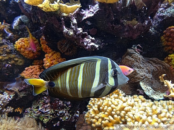 under water colors