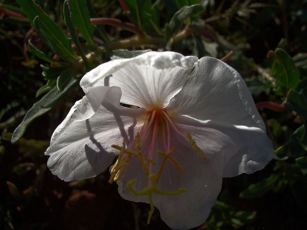 in the evening sun
