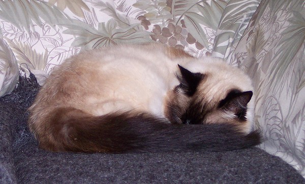Puffy!