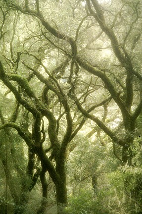 SF Watershed