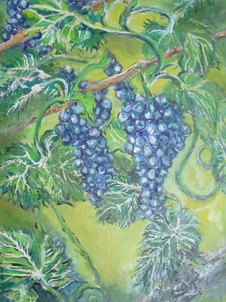 Grape Vines 16