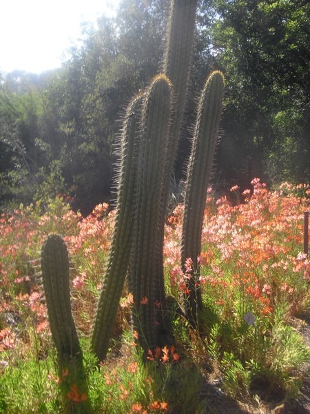Garden Cacti