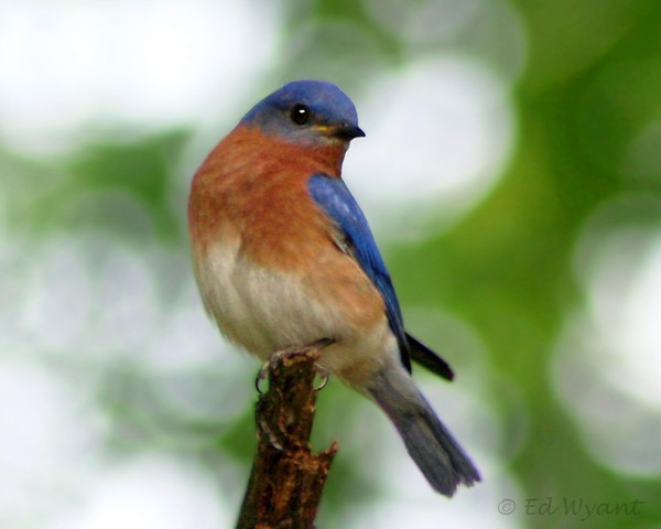Bluebird