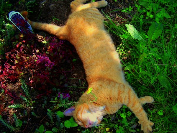 more of chauncey,weeding