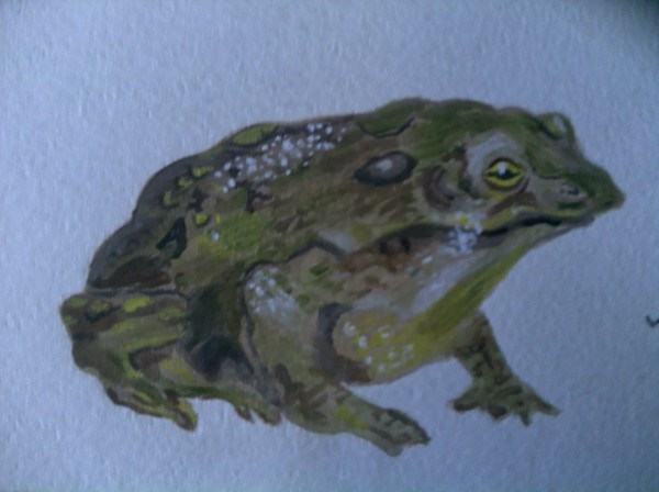 Amphibian
