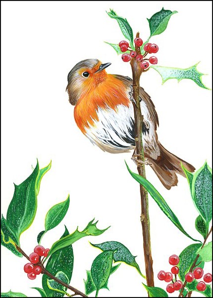 robin
