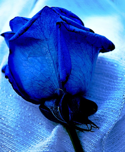 Blue Beauty
