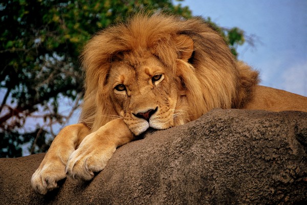 Zoo lion
