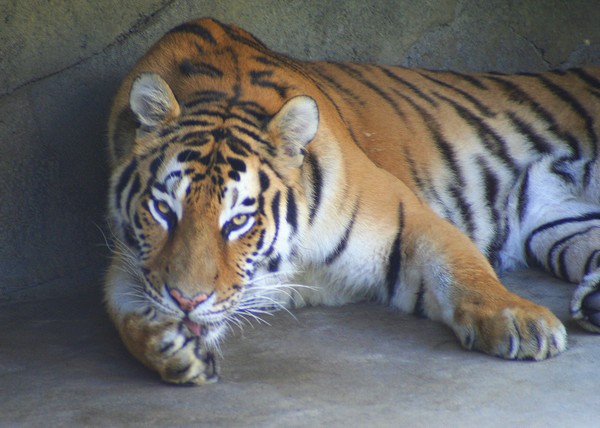 Amur Tiger: Eyeing the Photographer