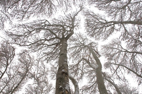 06_TreeSky