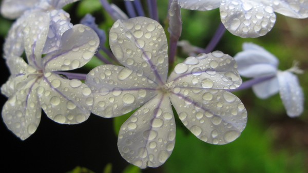 Whiteflower002