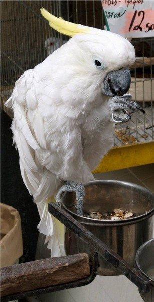 Pretty Parrot