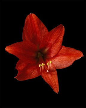 amarilis_in_bloom