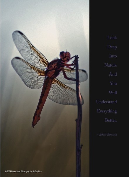 Dragonfly