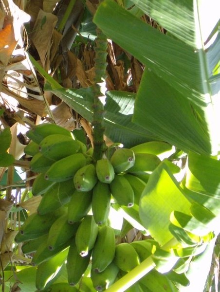 banana's