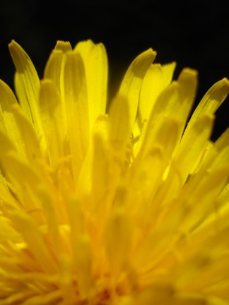 Lions Tooth