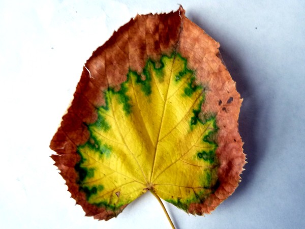 Lasting Impression #2