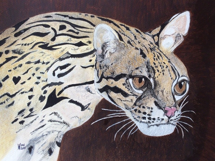 A rare Ocillion wild cat.