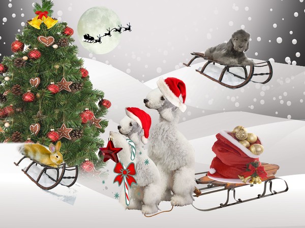 Bedlington Terrier Winter Fun
