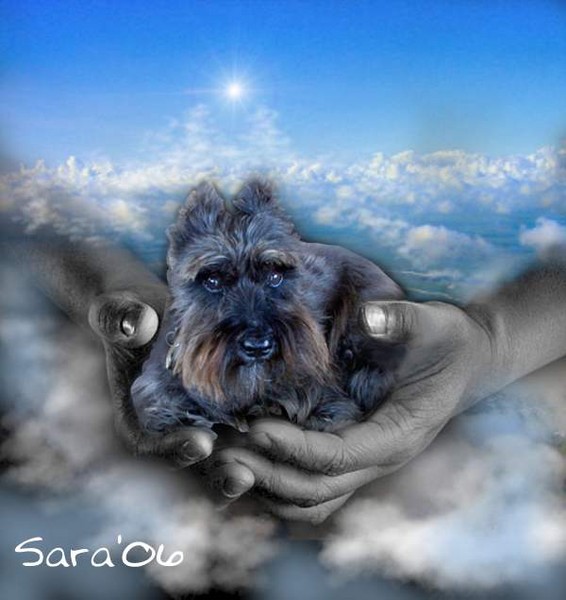 Fritz in Heaven