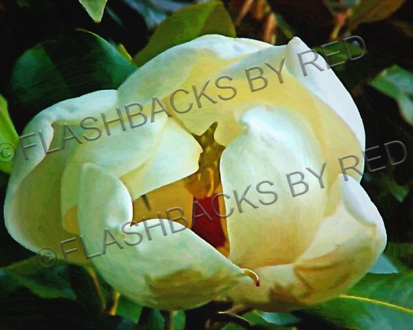 Summer Elegance