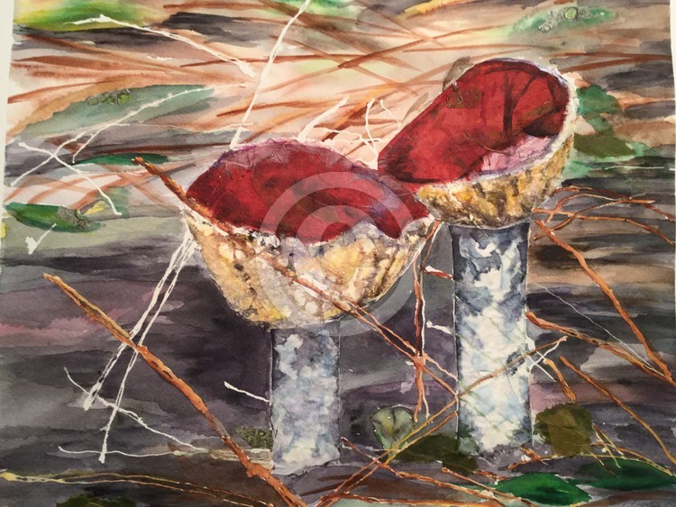 Red caps in the woods