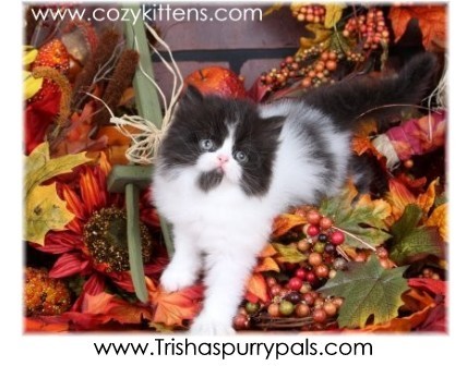 Cozy Kittens & Sue Johnson - www.cozykittens.com
