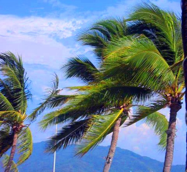 Windy Palm Trees