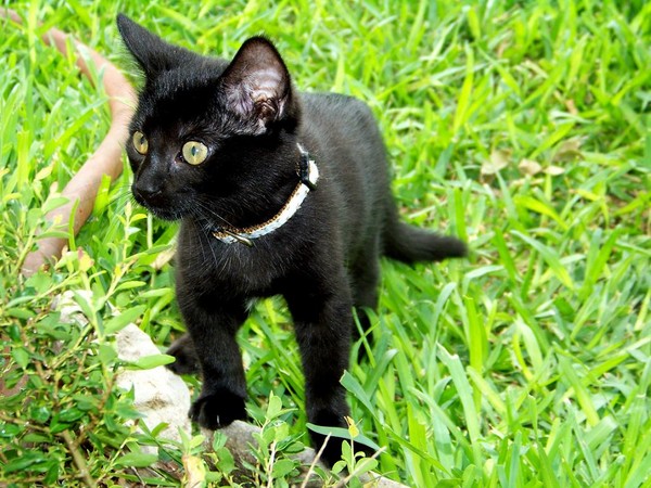 Bagheera84