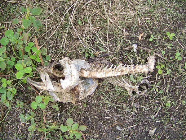 remains of an italian dinner