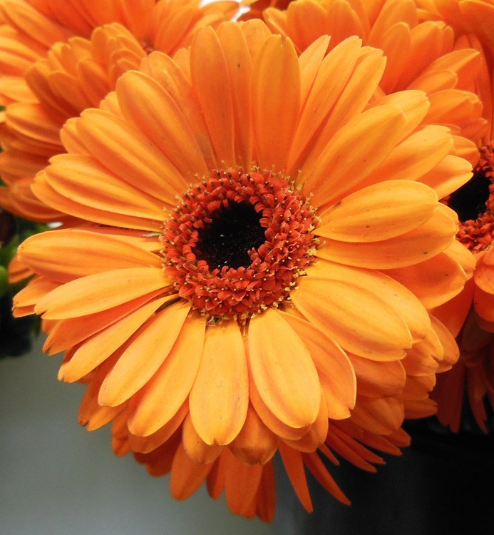 ORANGE BEAUTY