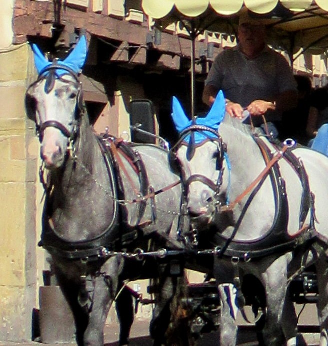 HORSES WITH NICE CAPS
