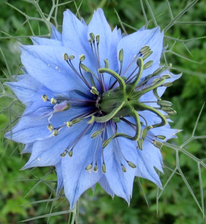 BLUE NIGELLUS