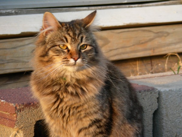 lionlike kitty
